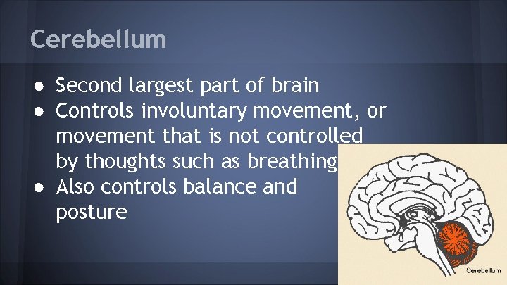 Cerebellum ● Second largest part of brain ● Controls involuntary movement, or movement that