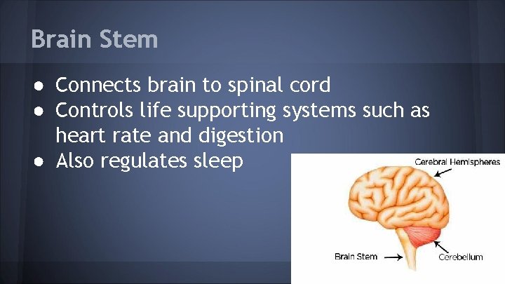 Brain Stem ● Connects brain to spinal cord ● Controls life supporting systems such