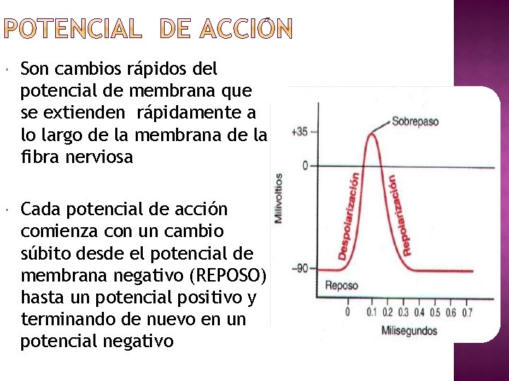  Son cambios rápidos del potencial de membrana que se extienden rápidamente a lo