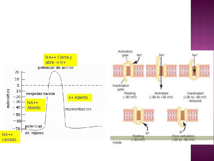 NA++ Cierra y abre K+ K+ k+ Abierto NA++ carrado 