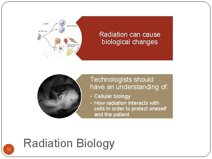Radiation cause biological changes Technologists should have an understanding of: • Cellular biology •