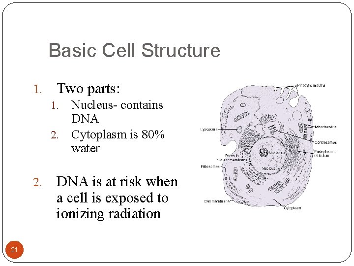 Basic Cell Structure 1. Two parts: Nucleus- contains DNA 2. Cytoplasm is 80% water