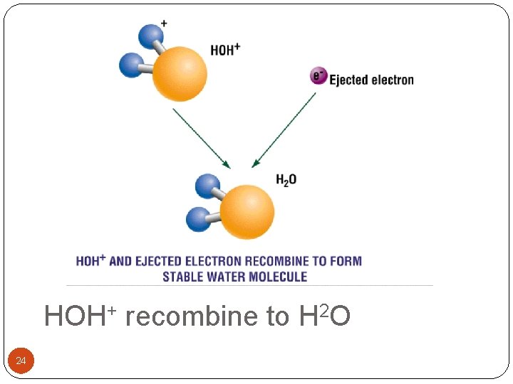 HOH+ recombine to H 2 O 24 