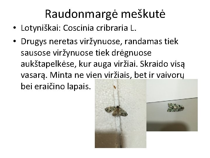 Raudonmargė meškutė • Lotyniškai: Coscinia cribraria L. • Drugys neretas viržynuose, randamas tiek sausose