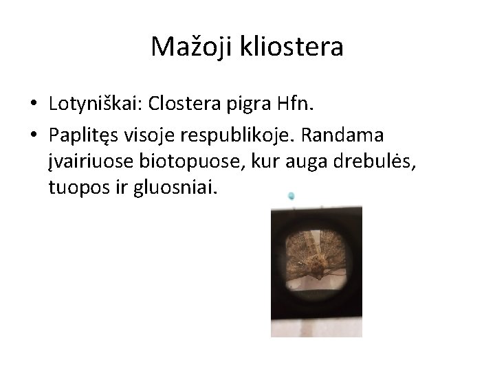 Mažoji kliostera • Lotyniškai: Clostera pigra Hfn. • Paplitęs visoje respublikoje. Randama įvairiuose biotopuose,