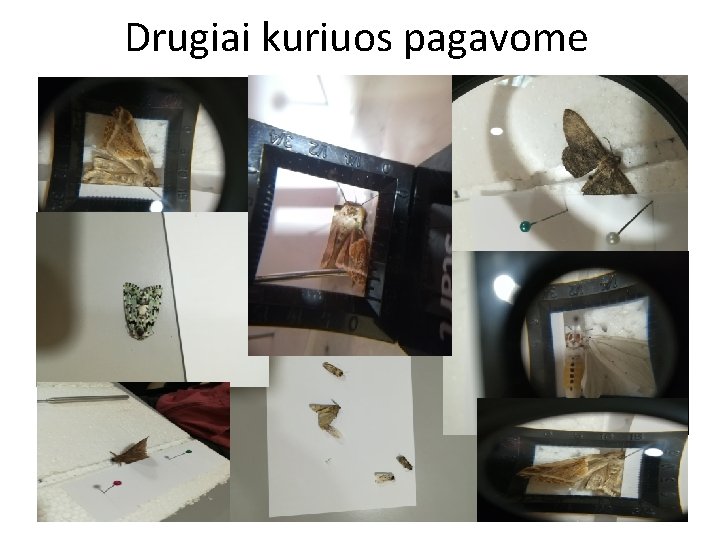 Drugiai kuriuos pagavome 