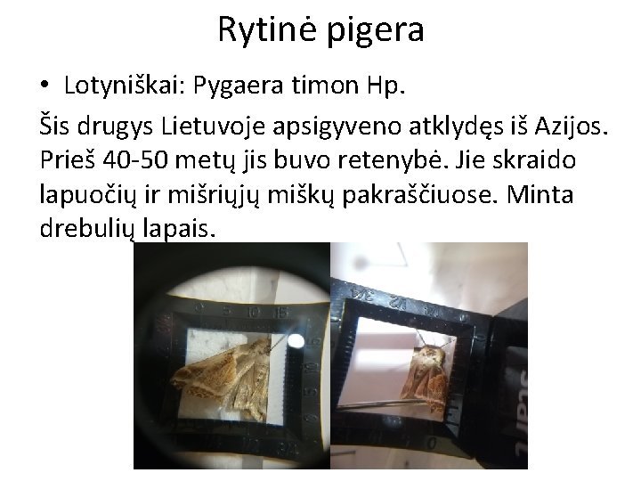 Rytinė pigera • Lotyniškai: Pygaera timon Hp. Šis drugys Lietuvoje apsigyveno atklydęs iš Azijos.