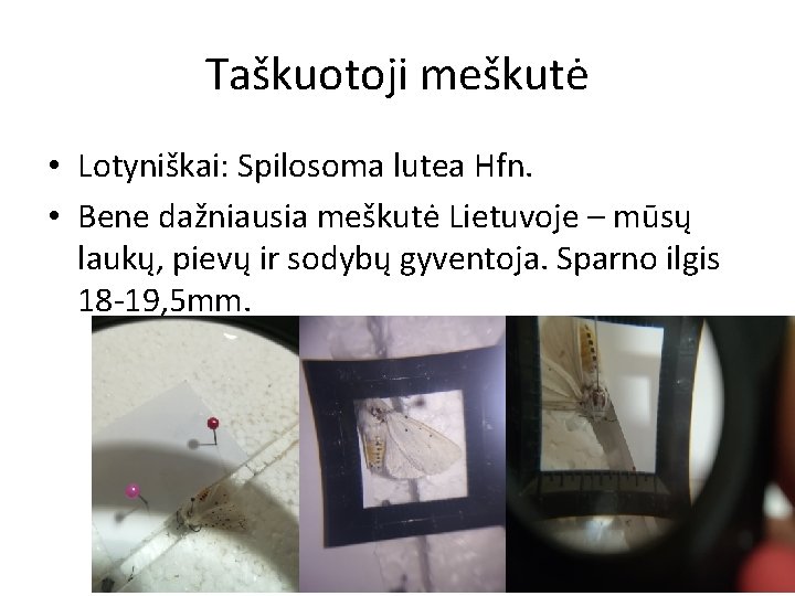 Taškuotoji meškutė • Lotyniškai: Spilosoma lutea Hfn. • Bene dažniausia meškutė Lietuvoje – mūsų