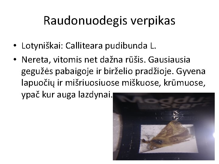 Raudonuodegis verpikas • Lotyniškai: Calliteara pudibunda L. • Nereta, vitomis net dažna rūšis. Gausia