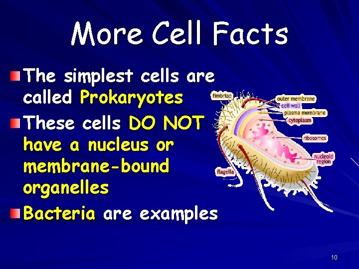 More Cell Facts The simplest cells are called Prokaryotes These cells DO NOT have