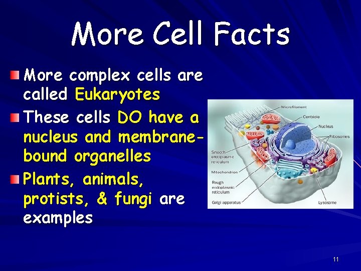 More Cell Facts More complex cells are called Eukaryotes These cells DO have a