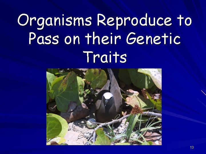 Organisms Reproduce to Pass on their Genetic Traits 13 