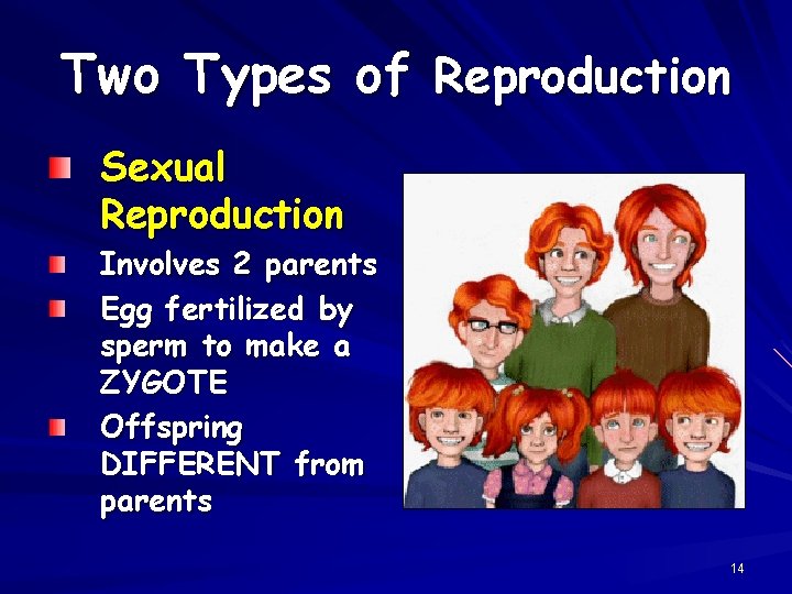 Two Types of Reproduction Sexual Reproduction Involves 2 parents Egg fertilized by sperm to