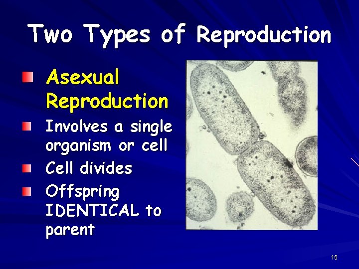 Two Types of Reproduction Asexual Reproduction Involves a single organism or cell Cell divides