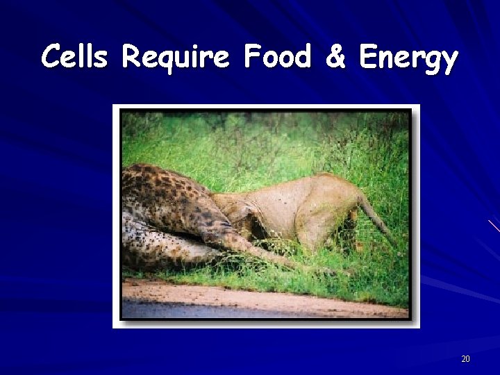 Cells Require Food & Energy 20 