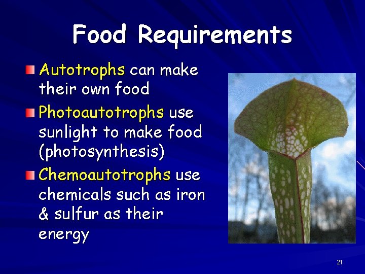 Food Requirements Autotrophs can make their own food Photoautotrophs use sunlight to make food