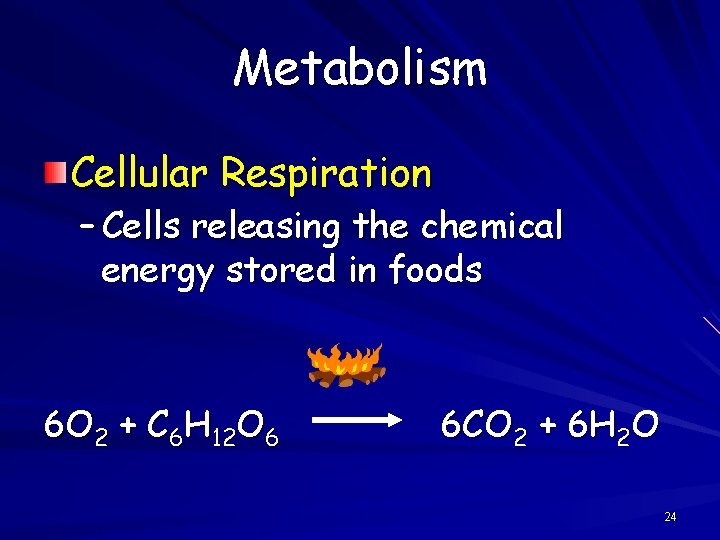 Metabolism Cellular Respiration – Cells releasing the chemical energy stored in foods 6 O