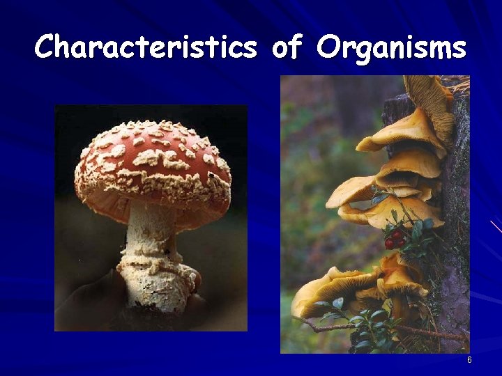 Characteristics of Organisms 6 