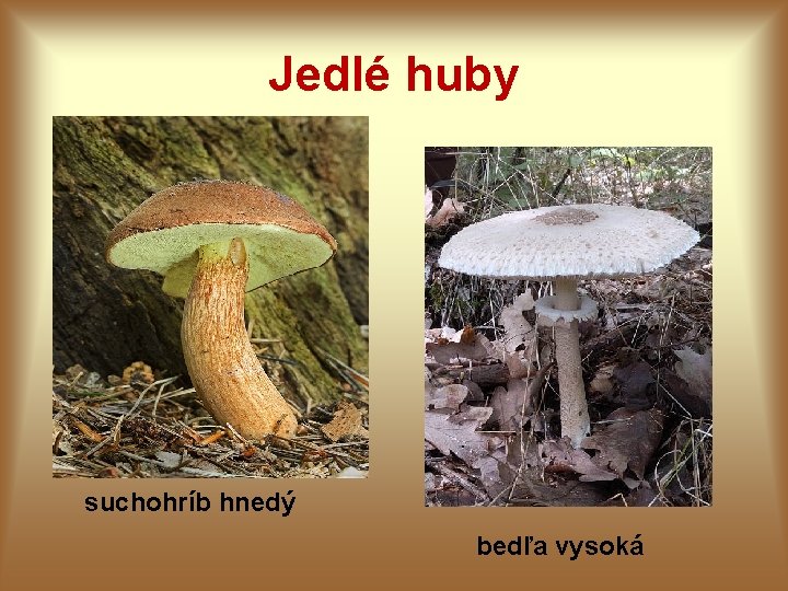 Jedlé huby suchohríb hnedý bedľa vysoká 