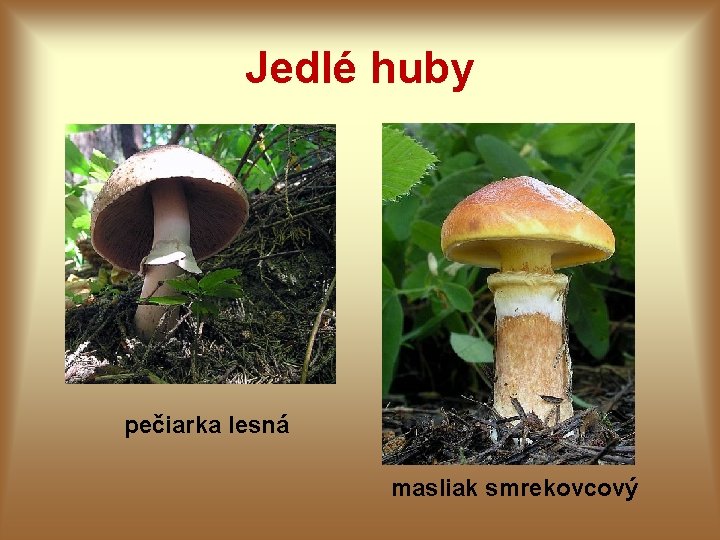 Jedlé huby pečiarka lesná masliak smrekovcový 