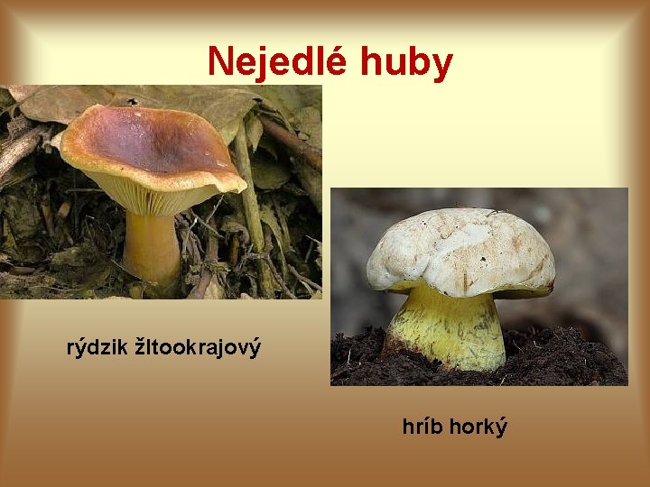 Nejedlé huby rýdzik žltookrajový hríb horký Nejedlé huby rýdzik žltookrajový hríb horký