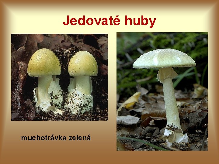 Jedovaté huby muchotrávka zelená Jedovaté huby muchotrávka zelená