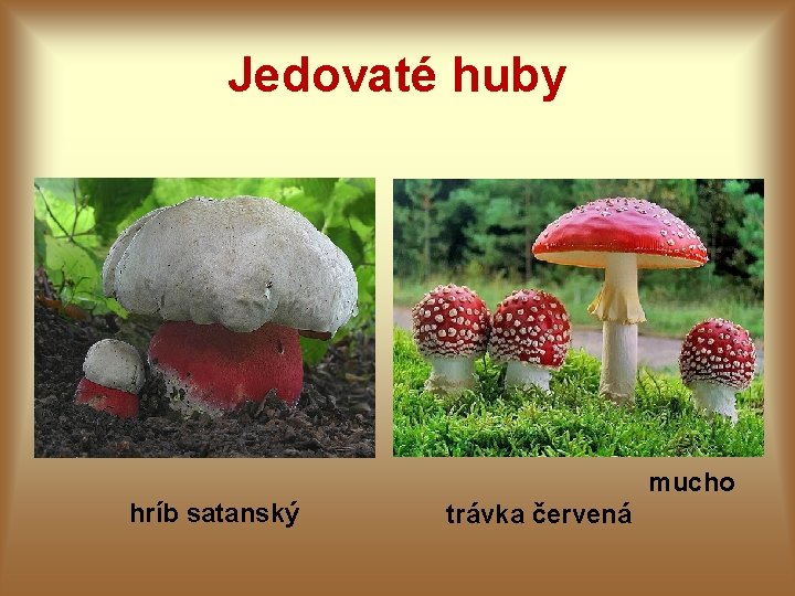 Jedovaté huby mucho hríb satanský trávka červená Jedovaté huby mucho hríb satanský trávka červená