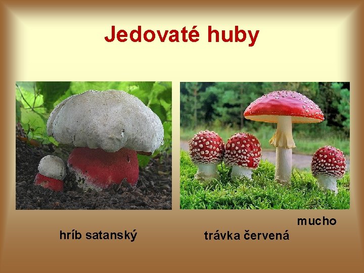 Jedovaté huby mucho hríb satanský trávka červená 