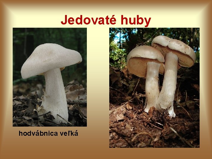 Jedovaté huby hodvábnica veľká Jedovaté huby hodvábnica veľká