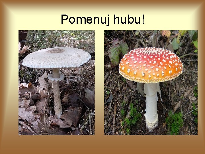 Pomenuj hubu! Pomenuj hubu!