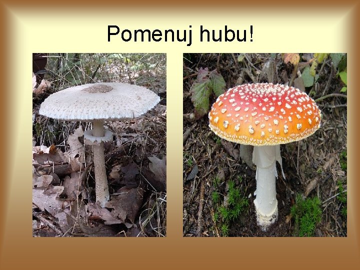 Pomenuj hubu! 