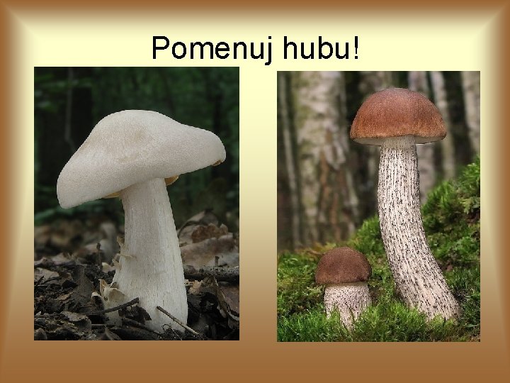 Pomenuj hubu! 