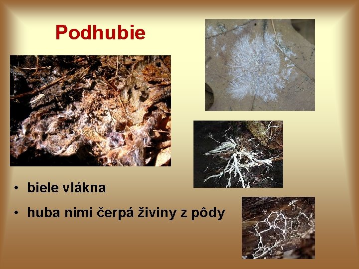 Podhubie • biele vlákna • huba nimi čerpá živiny z pôdy 