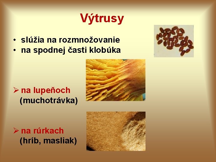 Výtrusy • slúžia na rozmnožovanie • na spodnej časti klobúka Ø na lupeňoch (muchotrávka) Výtrusy • slúžia na rozmnožovanie • na spodnej časti klobúka Ø na lupeňoch (muchotrávka)