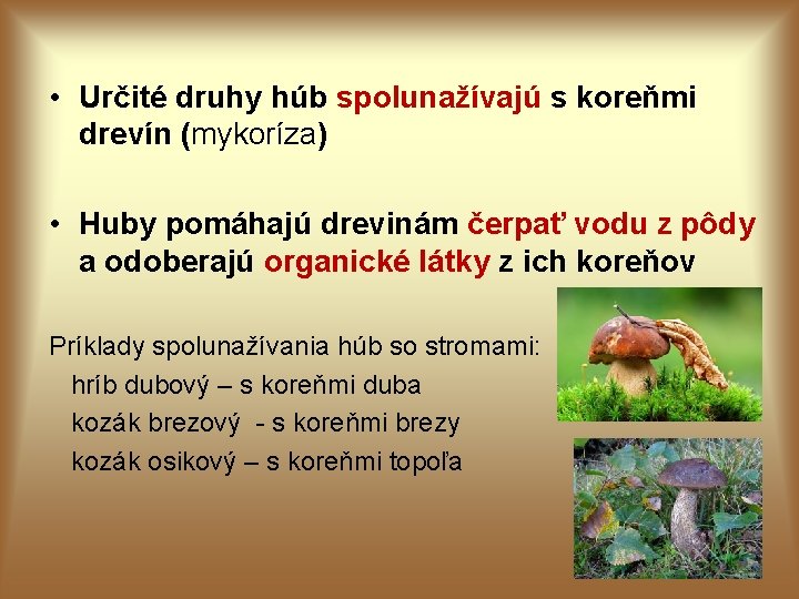 • Určité druhy húb spolunažívajú s koreňmi drevín (mykoríza) • Huby pomáhajú drevinám • Určité druhy húb spolunažívajú s koreňmi drevín (mykoríza) • Huby pomáhajú drevinám