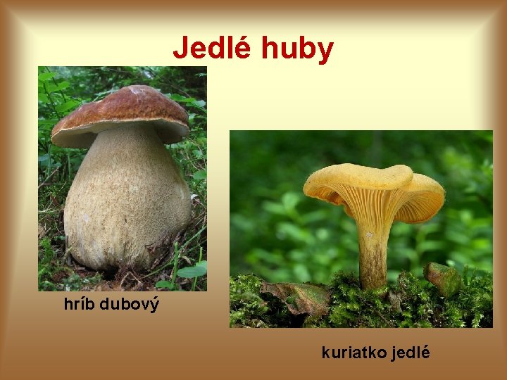 Jedlé huby hríb dubový kuriatko jedlé 