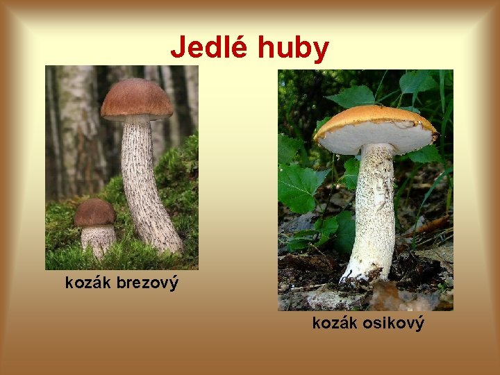 Jedlé huby kozák brezový kozák osikový 