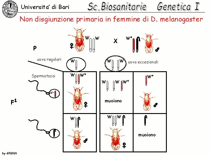 Universita’ di Bari Non disgiunzione primaria in femmine di D. melanogaster W W P