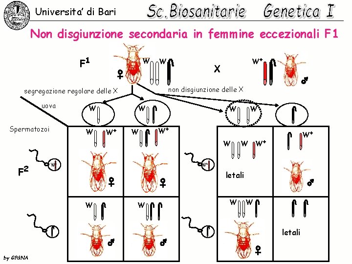 Universita’ di Bari Non disgiunzione secondaria in femmine eccezionali F 1 W Spermatozoi W