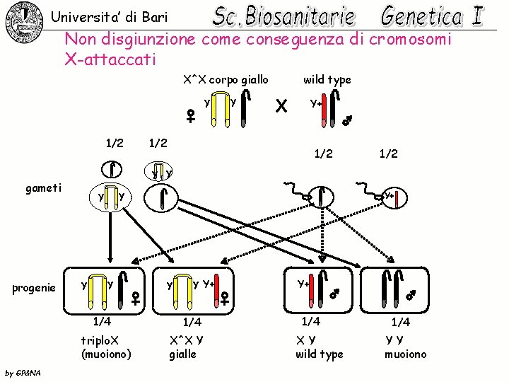 Universita’ di Bari Non disgiunzione come conseguenza di cromosomi X-attaccati X^X corpo giallo y