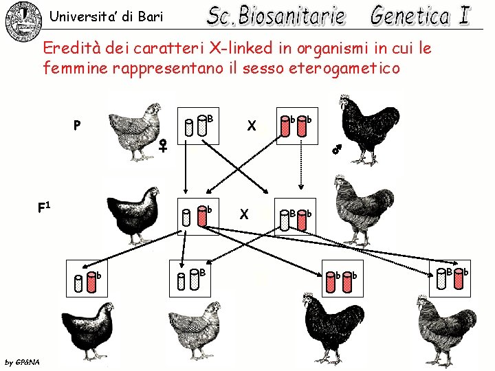 Universita’ di Bari Eredità dei caratteri X-linked in organismi in cui le femmine rappresentano