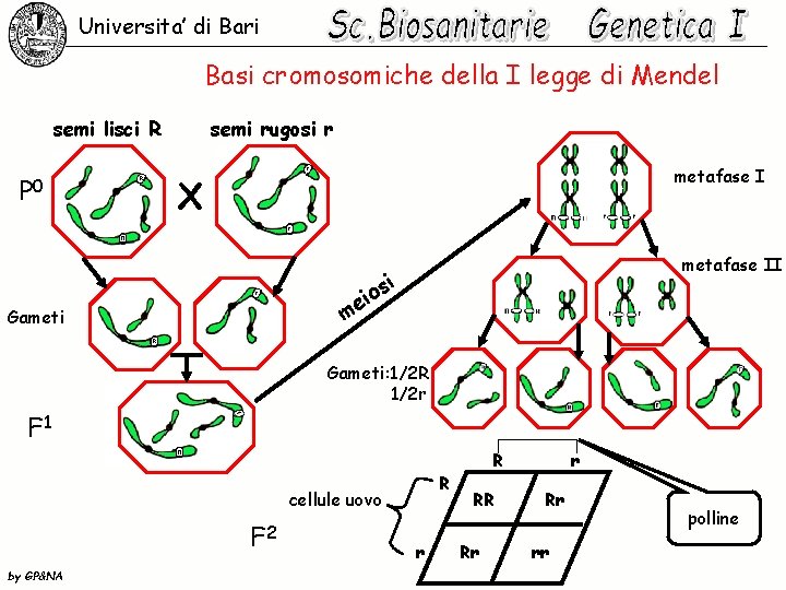 Universita’ di Bari Basi cromosomiche della I legge di Mendel semi lisci R P