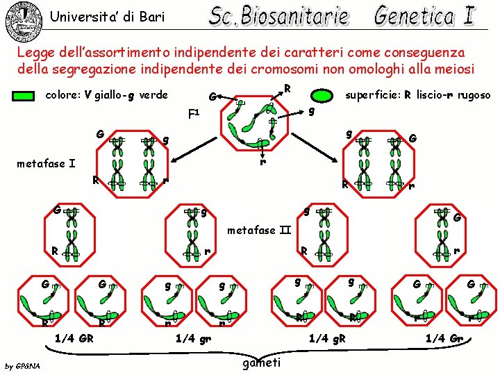 Universita’ di Bari Legge dell’assortimento indipendente dei caratteri come conseguenza della segregazione indipendente dei