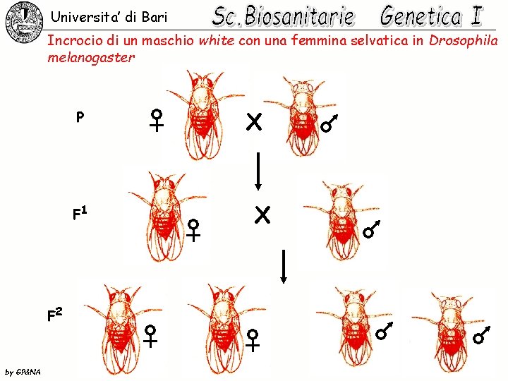 Universita’ di Bari Incrocio di un maschio white con una femmina selvatica in Drosophila