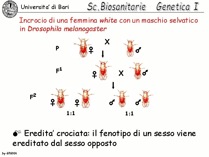 Universita’ di Bari Incrocio di una femmina white con un maschio selvatico in Drosophila