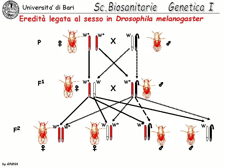 Universita’ di Bari Eredità legata al sesso in Drosophila melanogaster W+ P F 1