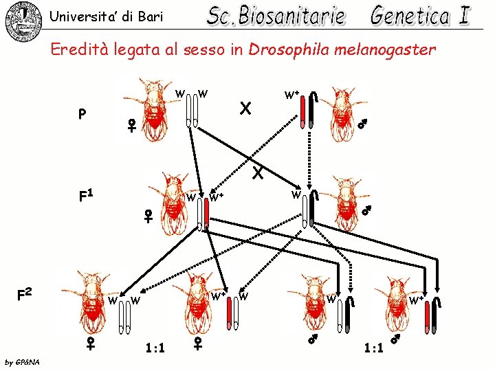 Universita’ di Bari Eredità legata al sesso in Drosophila melanogaster W W W+ X