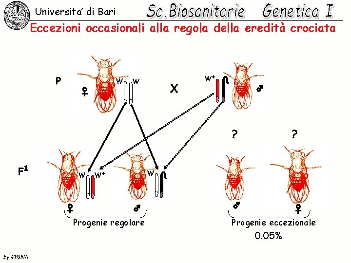 Universita’ di Bari Eccezioni occasionali alla regola della eredità crociata P W W X