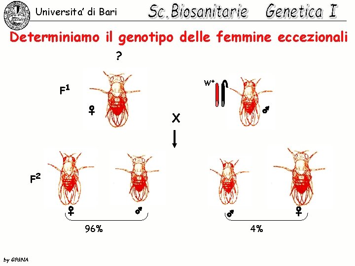 Universita’ di Bari Determiniamo il genotipo delle femmine eccezionali ? W+ F 1 X