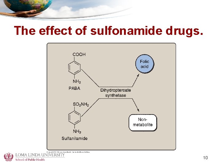 The effect of sulfonamide drugs. 10 